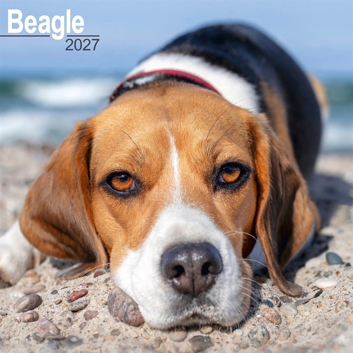 Beagle Calendar 2027