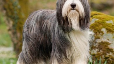 Bearded Collie Calendar 2027