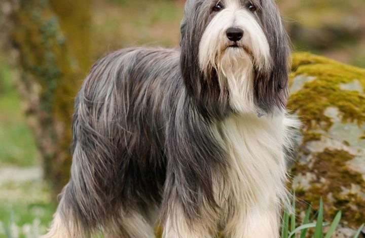 Bearded Collie Calendar 2027