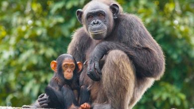 Apes Calendar 2027