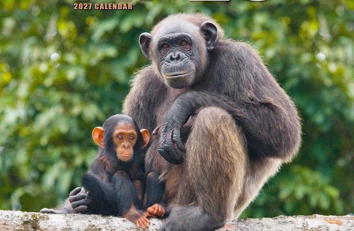 Apes Calendar 2027