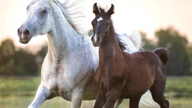Arabian Horses Calendar 2027