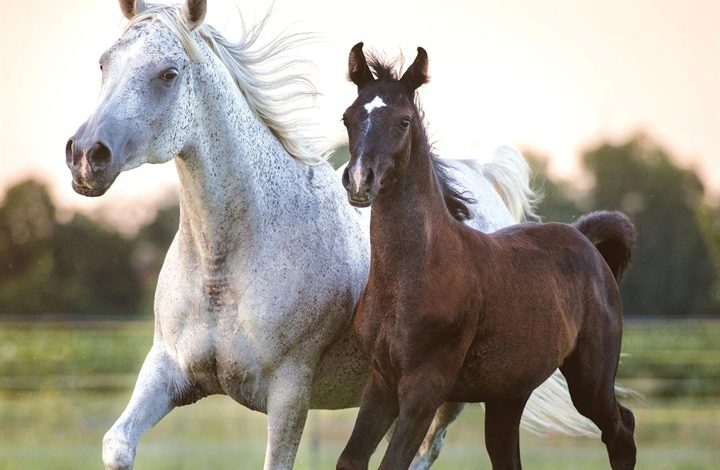 Arabian Horses Calendar 2027