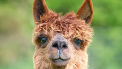 Alpacas Calendar 2027