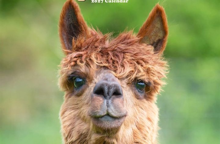 Alpacas Calendar 2027