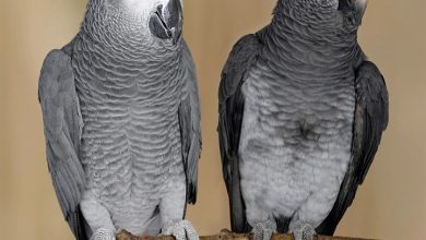 African Greys Calendar 2027