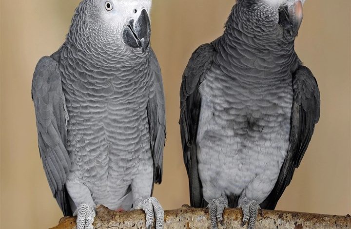 African Greys Calendar 2027