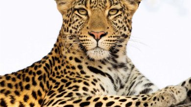 African Wildlife Calendar 2027