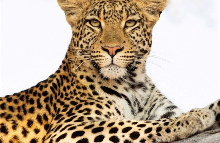 African Wildlife Calendar 2027
