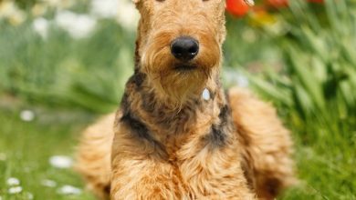 Airedale Terrier Calendar 2027