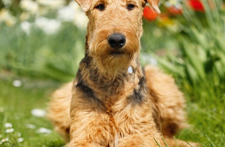 Airedale Terrier Calendar 2027
