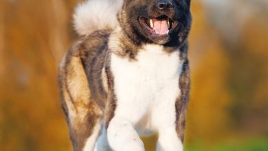 Akita Calendar 2027