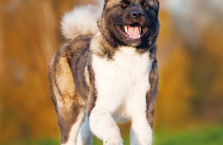 Akita Calendar 2027