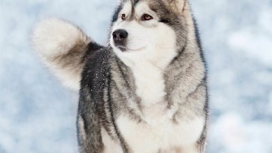 Alaskan Malamute Calendar 2027