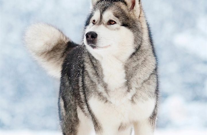 Alaskan Malamute Calendar 2027