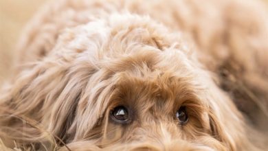 Labradoodle Calendar 2027