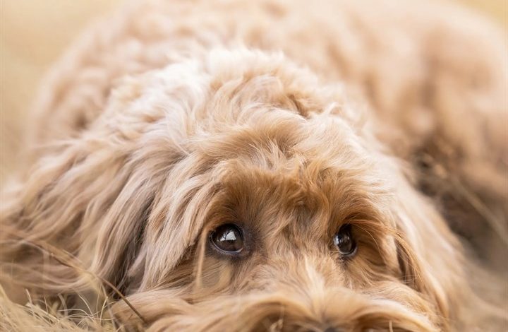 Labradoodle Calendar 2027