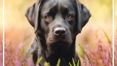 Black Labs Family Organiser 2027