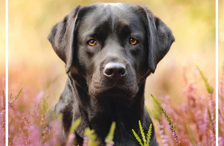 Black Labs Family Organiser 2027
