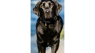 Black Labrador Retriever Slim Calendar 2027