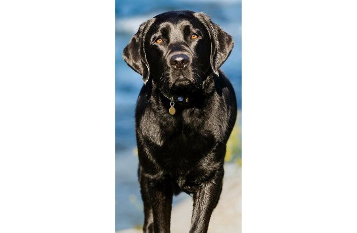 Black Labrador Retriever Slim Calendar 2027