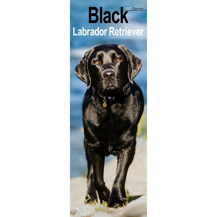Black Labrador Retriever Slim Calendar 2027