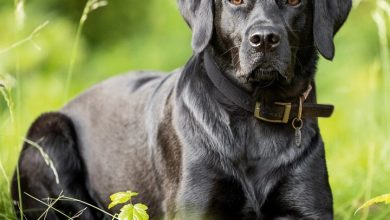 Black Labrador Retriever Calendar 2027
