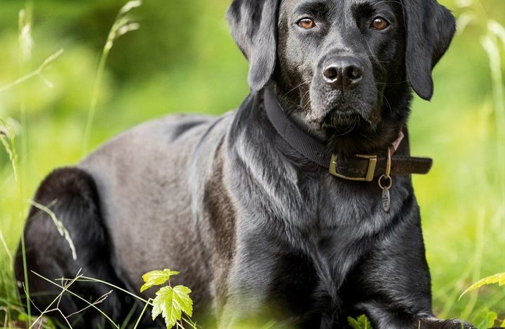 Black Labrador Retriever Calendar 2027