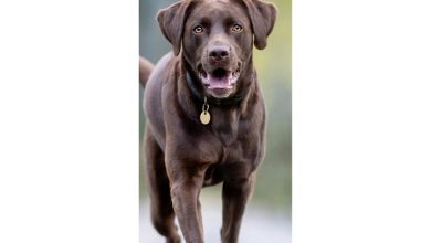 Chocolate Labrador Retriever Slim Calendar 2027