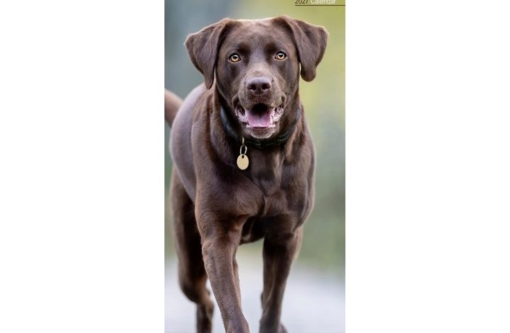 Chocolate Labrador Retriever Slim Calendar 2027