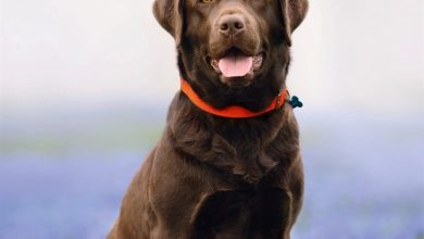 Chocolate Labrador Retriever Calendar 2027