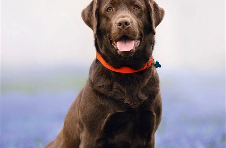 Chocolate Labrador Retriever Calendar 2027