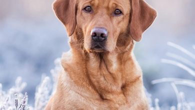 Fox Red Labrador Retriever Calendar 2027