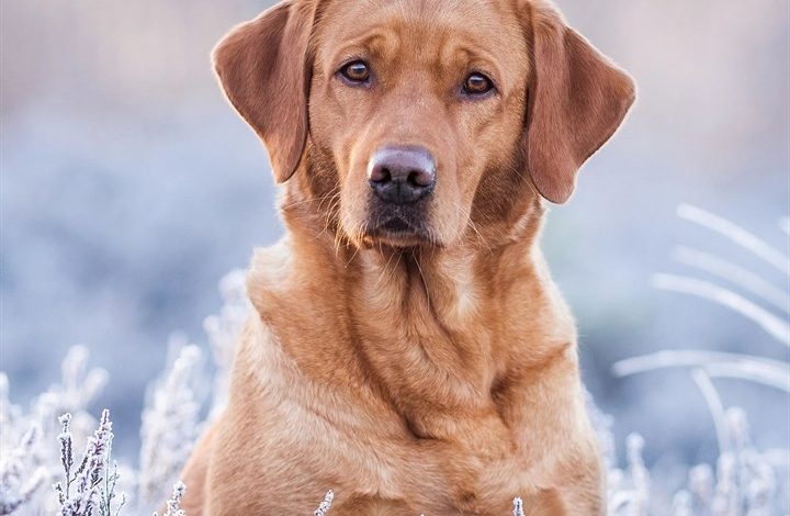 Fox Red Labrador Retriever Calendar 2027