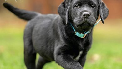 Black Labrador Retriever Puppies Calendar 2027