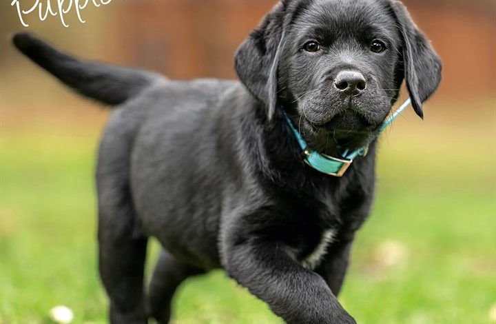 Black Labrador Retriever Puppies Calendar 2027