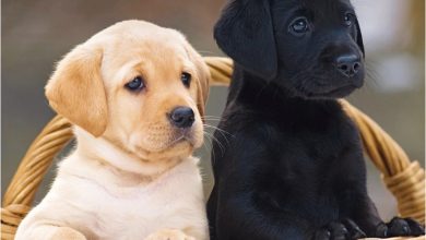 Labrador Retriever Puppies Mini Calendar 2027