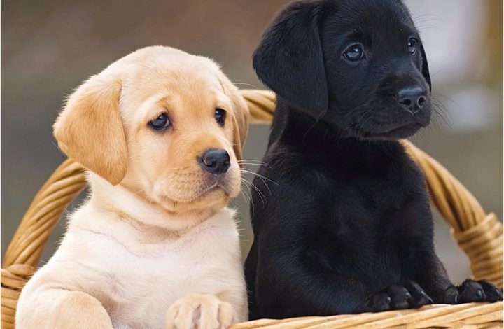 Labrador Retriever Puppies Mini Calendar 2027