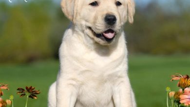 Yellow Labrador Retriever Puppies Calendar 2027