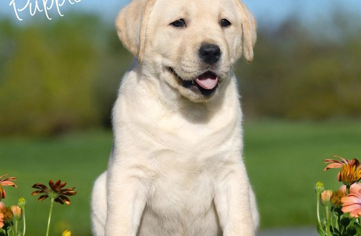 Yellow Labrador Retriever Puppies Calendar 2027