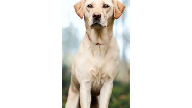Yellow Labrador Retriever Slim Calendar 2027