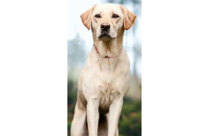 Yellow Labrador Retriever Slim Calendar 2027