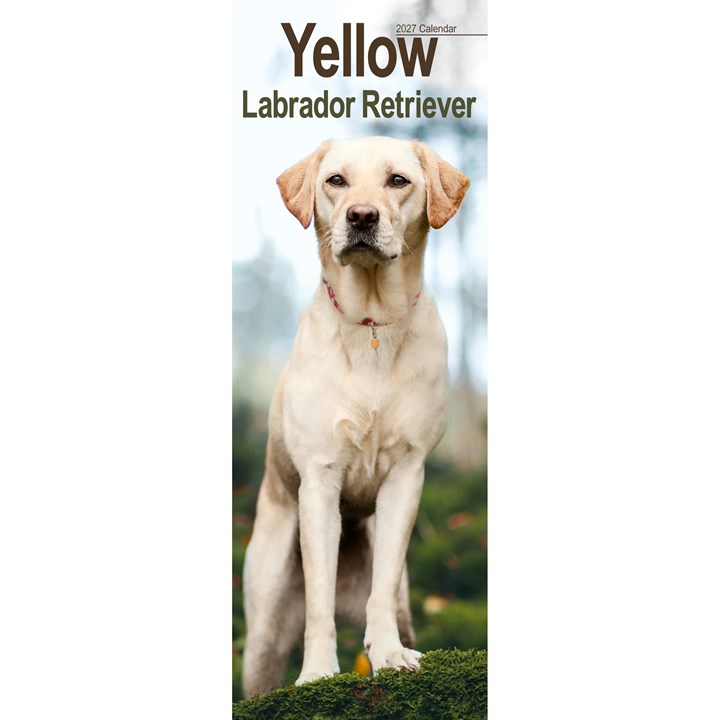 Yellow Labrador Retriever Slim Calendar 2027