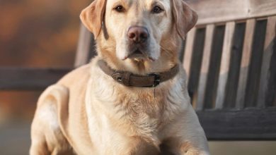 Yellow Labrador Retriever Calendar 2027