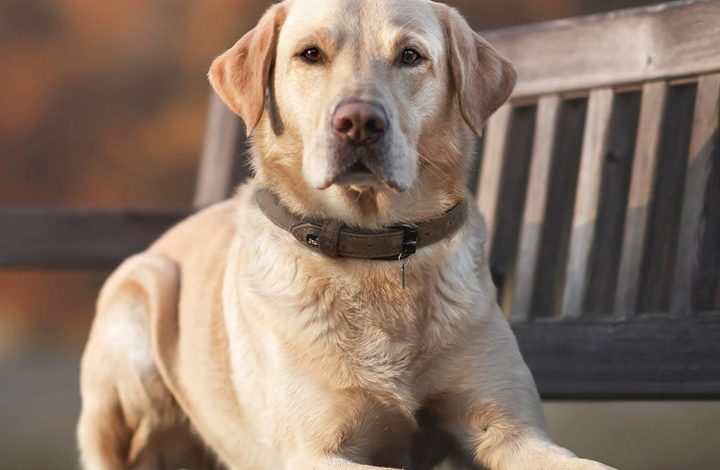 Yellow Labrador Retriever Calendar 2027