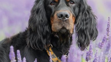 Gordon Setter Calendar 2027