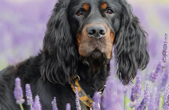 Gordon Setter Calendar 2027