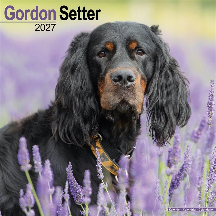 Gordon Setter Calendar 2027