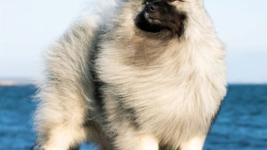 Keeshond Calendar 2027