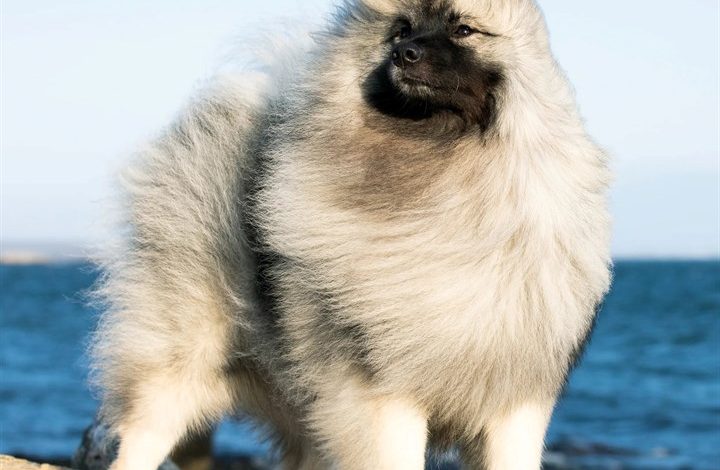 Keeshond Calendar 2027